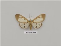 藏品(夜蛾7)的圖片